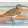 Curlew.