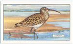 Curlew.