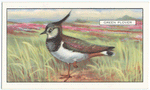 Green Plover.