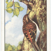 Tree Creeper.