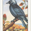 Jackdaw.