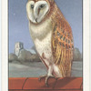 Barn Owl.