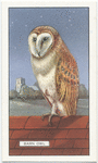 Barn Owl.