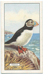 Puffin.