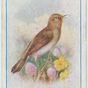 Grasshopper warbler.