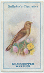 Grasshopper warbler.