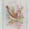 Garden warbler.