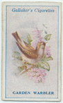 Garden warbler.