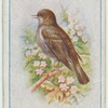 Hedge sparrow.