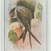Swift.