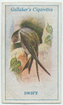 Swift.