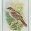 Wryneck.