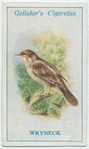 Wryneck.