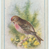 Lesser redpole.