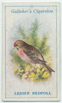 Lesser redpole.