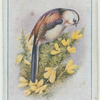 Long-tailed tit.