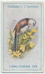 Long-tailed tit.