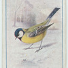 Great tit.