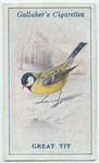 Great tit.