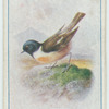 Stonechat.