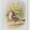 Whinchat.