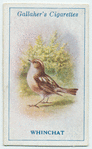 Whinchat.