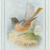 Redstart.