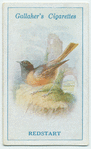 Redstart.