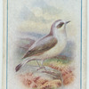 Wheatear.