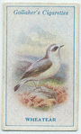 Wheatear.