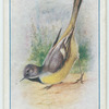 Grey wagtail.