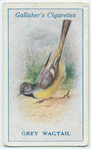 Grey wagtail.