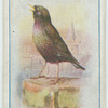 Starling.