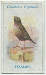 Starling.