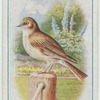 Spotted flycatcher.