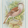 Red-backed shrike.