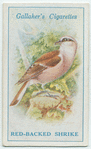 Red-backed shrike.