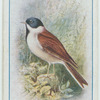 Reed bunting.
