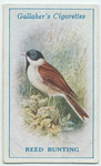 Reed bunting.