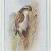 Tree creeper.