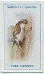 Tree creeper.