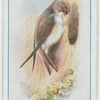 Sand martin.