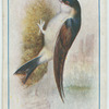 House martin.