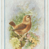 Common wren.