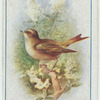 Willow wren.