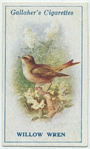 Willow wren.