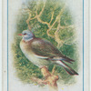 Wood pigeon.