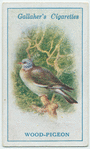 Wood pigeon.
