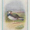Green plover.
