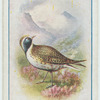 Golden plover.